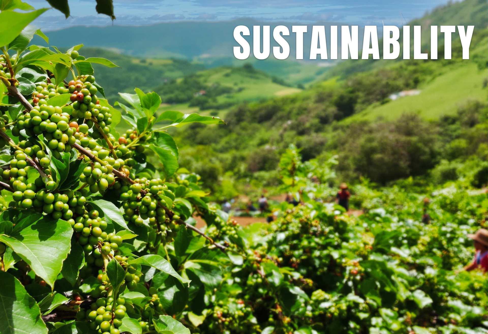 Sustainability and Ethical Sourcing